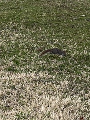 Sciurus carolinensis