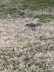 Sciurus carolinensis