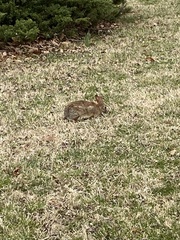 Sylvilagus floridanus
