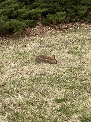 Sylvilagus floridanus