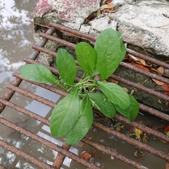 Ruellia tuberosa