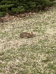 Sylvilagus floridanus