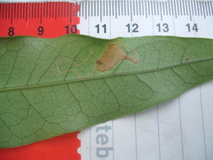 Caloptilia chalcodelta