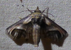 Paectes oculatrix