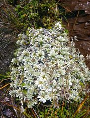 Leucogenes leontopodium