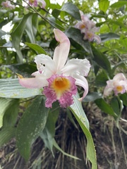 Sobralia ecuadorana