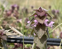 Lamium purpureum
