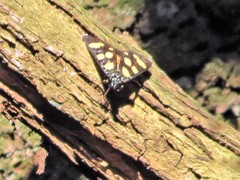 Heraclia africana