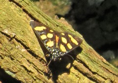 Heraclia africana