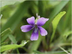 Viola mandshurica