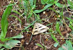 Chiasmia subcurvaria