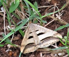 Chiasmia subcurvaria