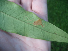 Caloptilia chalcodelta