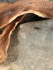 Ochetellus glaber