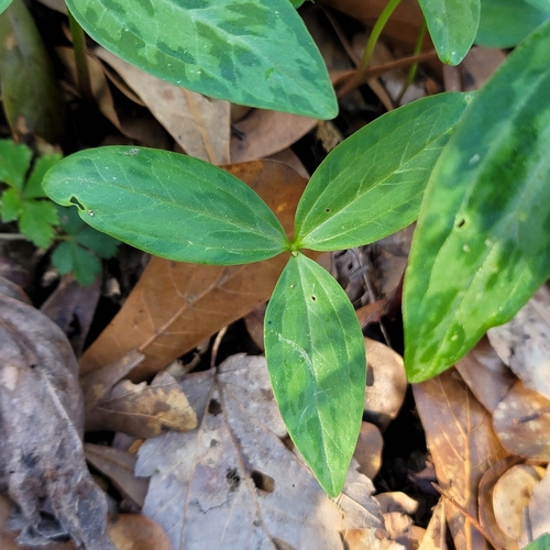 Image of Trillium lancifolium by no rights reserved