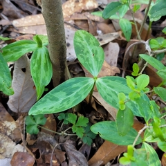 Trillium lancifolium