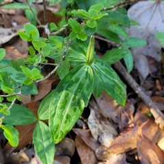 Trillium lancifolium