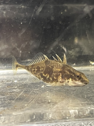 Barnstickle (Apeltes quadracus) — Gasterosteidae — 4