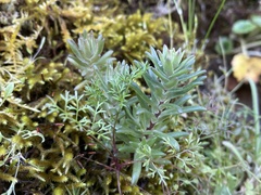 Sedum radiatum