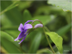 Viola mandshurica