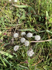 Lomatium piperi
