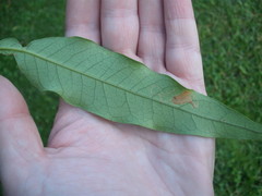 Caloptilia chalcodelta