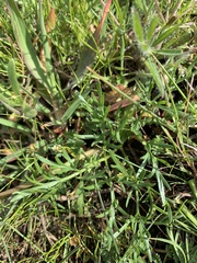Lomatium piperi