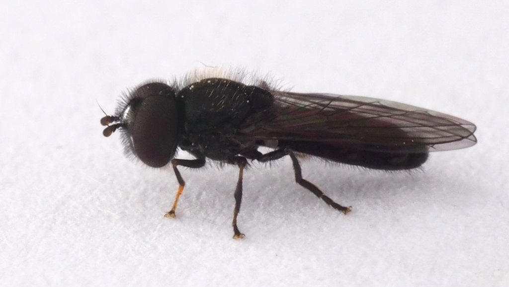 Neocnemodon