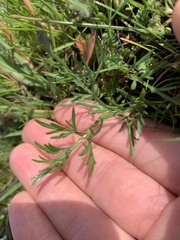 Lomatium piperi
