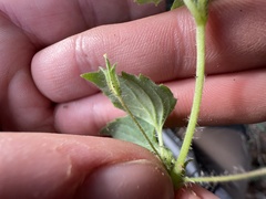 Erythranthe geniculata