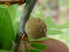 Burnettweldia washingtonensis