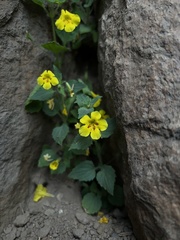 Erythranthe geniculata