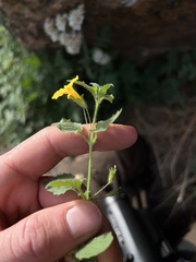 Erythranthe geniculata