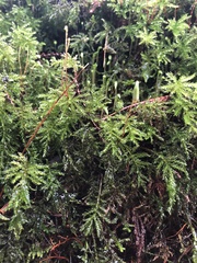 Leucolepis