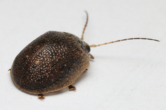 Paropsis delittlei