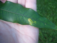 Caloptilia chalcodelta