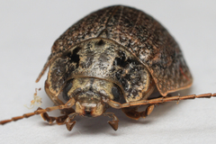 Paropsis delittlei