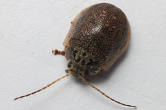 Paropsis delittlei
