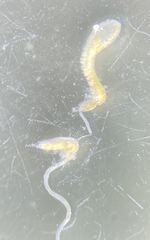 Pterostichus isabellae