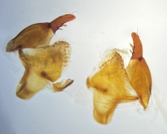 Pterostichus isabellae