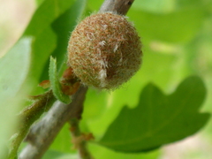 Burnettweldia washingtonensis