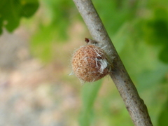 Burnettweldia washingtonensis