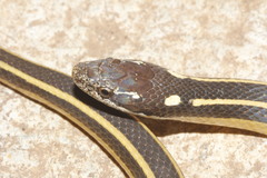 Coniophanes taeniata