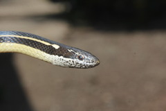 Coniophanes taeniata