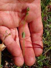 Plectritis ciliosa