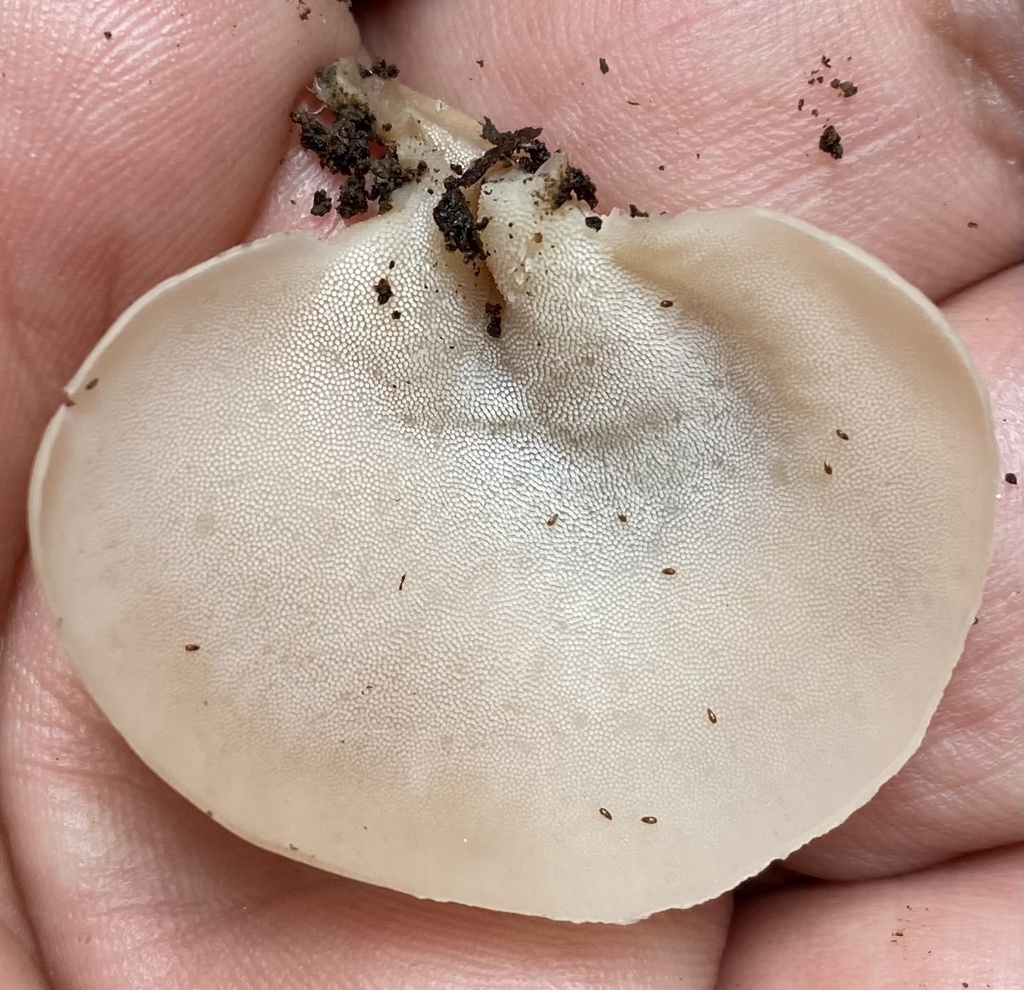 Auriscalpium andinum