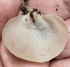 Auriscalpium andinum