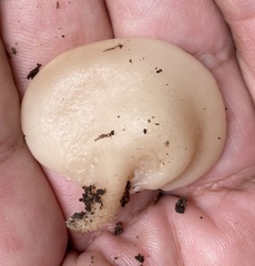 Auriscalpium andinum