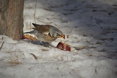 Turdus pilaris