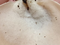 Auriscalpium andinum